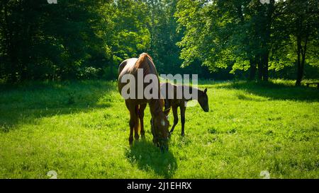 portrait d'un cheval brun avec un bébé poulain mignon paître dans de grands champs verts sur les montagnes. cheval avec poulain sur les montagnes Banque D'Images