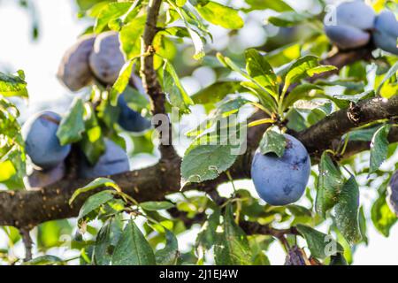 Fruits prune mûre sur les branches d'un arbre Banque D'Images