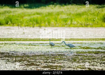 Les hérons blancs se déplacent et la nourriture à l'eau ensoleillée du lac. Banque D'Images