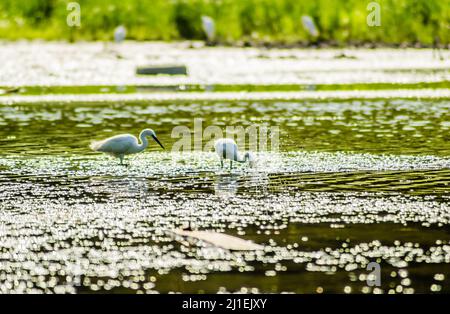 Les hérons blancs se déplacent et la nourriture à l'eau ensoleillée du lac. Banque D'Images