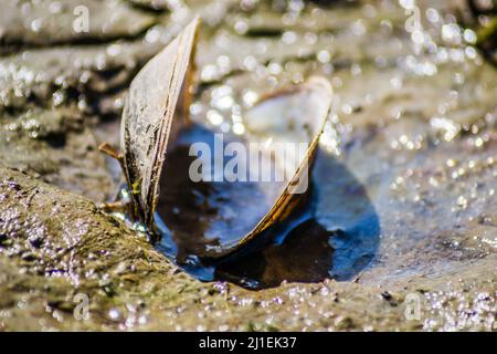 Coquille de rivière sortant de l'eau le long de la côte . Banque D'Images