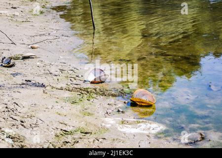 Coquille de rivière sortant de l'eau le long de la côte . Banque D'Images