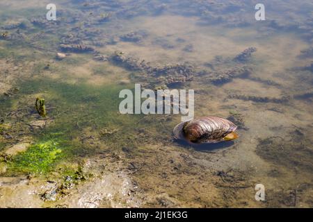 Coquille de rivière sortant de l'eau le long de la côte . Banque D'Images