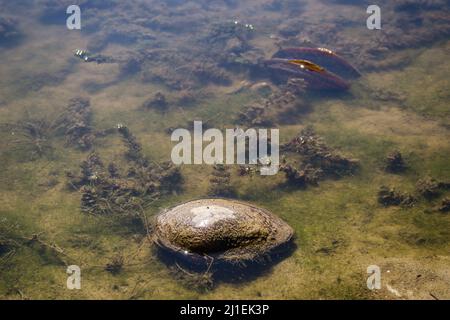 Coquille de rivière sortant de l'eau le long de la côte . Banque D'Images