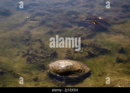 Coquille de rivière sortant de l'eau le long de la côte . Banque D'Images