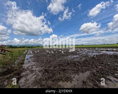 Un troupeau de hérons cherche de la nourriture dans un champ de riz qui est en cours de traitement pour la plantation, un nouvel habitat protégé pour les oiseaux sauvages Banque D'Images