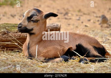 Gros plan d'agneau de Cameroun (Ovis aries) allongé sur la paille et vu du profil Banque D'Images