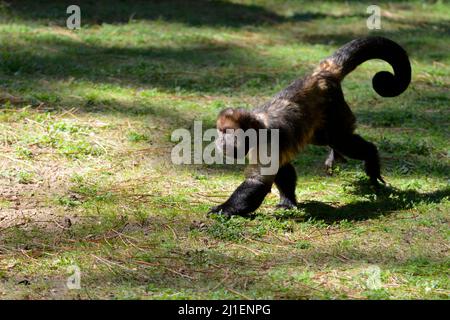 Capucins à ventre doré (Sapajus xanthosternos) marchant sur l'herbe et vu du profil Banque D'Images