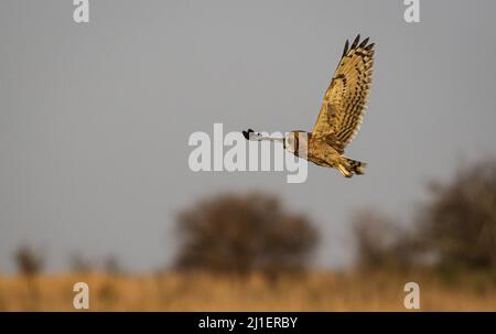 Chevêche des marais, parc national Kruger Banque D'Images