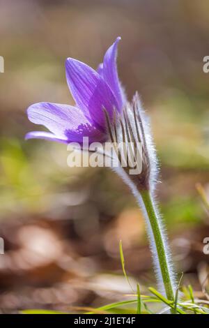 Pulsatilla grandis, la plus grande fleur de pasque. Fleur pourpre sur un arrière-plan flou au printemps. Banque D'Images