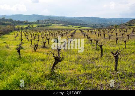 Vignoble en mars, région de Paphos, République de Chypre Banque D'Images