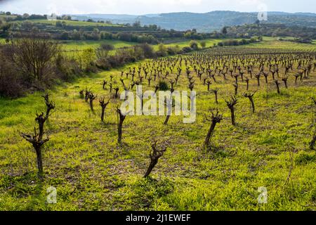 Vignoble en mars, région de Paphos, République de Chypre Banque D'Images