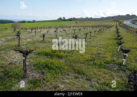 Vignoble en mars, région de Paphos, République de Chypre Banque D'Images