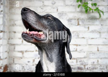 Portrait en gros plan d'un chien croisé du Labrador Mastiff debout devant un mur de briques Banque D'Images