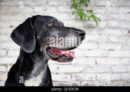 Portrait en gros plan d'un chien croisé du Labrador Mastiff debout devant un mur de briques Banque D'Images