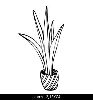 Fleurs en pots peintes ligne noire sur fond blanc. Lignes de dessin vectorielles Illustration de Vecteur