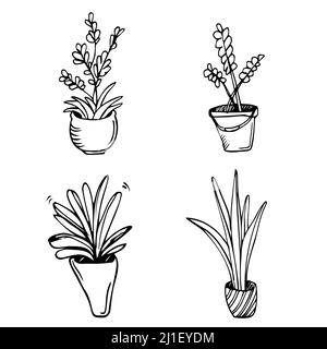 Ensemble de vecteurs noir et blanc de dessins de plantes de maison graphique. Line art Home fleurs, plantes en fleurs Illustration de Vecteur