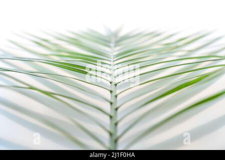 Vue à travers une feuille de palmiers fruitiers dorés de Madagascar Chrysalalidocarpus lutescens devant un fond blanc Banque D'Images