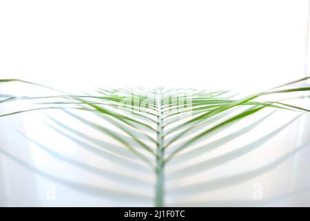 Vue à travers la feuille de l'areca palmier Chrysalidocarpus lutescens devant un fond blanc Banque D'Images