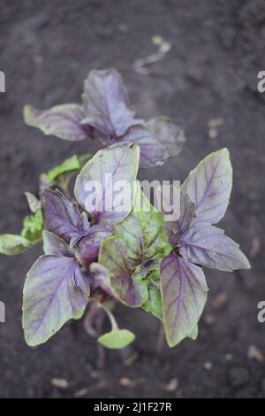 Le jeune basilic violet pousse dans le jardin. Gros plan de basilic violet et vert en pleine croissance, vue du dessus. Feuilles de basilic. L'assaisonnement parfumé pousse dans un jardin b Banque D'Images