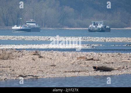 Bingen am Rhein, Allemagne. 25th mars 2022. Les navires de transport voyagent sur le Rhin. À Bingen, le Rhin transporte actuellement moins d'eau que la moyenne à long terme. Credit: Sebastian Gollnow/dpa/Alay Live News Banque D'Images