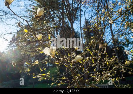 Magnolias au soleil Banque D'Images