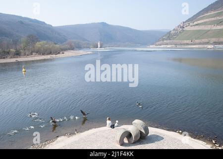 Bingen am Rhein, Allemagne. 25th mars 2022. Les bernaches du Canada nagent devant Jolie et son chien Gigi à l'embouchure du fleuve Nahe jusqu'au Rhin. Credit: Sebastian Gollnow/dpa/Alay Live News Banque D'Images