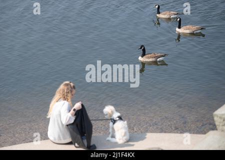 Bingen am Rhein, Allemagne. 25th mars 2022. Les bernaches du Canada nagent devant Jolie et son chien Gigi à l'embouchure du fleuve Nahe jusqu'au Rhin. Credit: Sebastian Gollnow/dpa/Alay Live News Banque D'Images