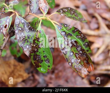 Un gros plan sur les feuilles de Laurier de montagne avec une infection fongique de tache de feuille Banque D'Images