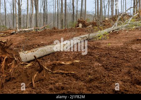 Préparation des terres pour la construction et l'enlèvement des racines et souches de différents arbres Banque D'Images