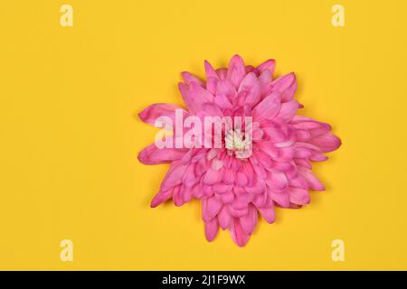 Fleur de chrysanthème rose (Chrysanthemum indicum) isolée sur fond jaune. Photo haute résolution. Profondeur de champ complète. Banque D'Images