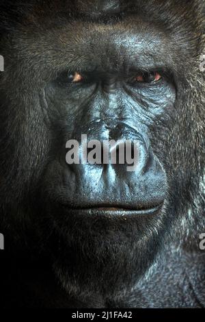 Prague, République tchèque. 25th mars 2022. Un homme de Gorilla du Lowland occidental a appelé Richard se reposant en enceinte extérieure pendant une journée ensoleillée au zoo de Prague en République tchèque. Cette semaine marque le début de la saison officielle 91th pour le zoo de Prague. (Credit image: © Slavek Ruta/ZUMA Press Wire) Banque D'Images