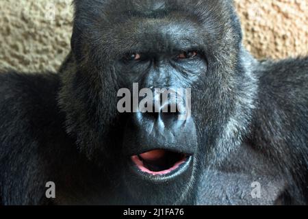 Prague, République tchèque. 25th mars 2022. Un homme de Gorilla du Lowland occidental a appelé Richard se reposant en enceinte extérieure pendant une journée ensoleillée au zoo de Prague en République tchèque. Cette semaine marque le début de la saison officielle 91th pour le zoo de Prague. (Credit image: © Slavek Ruta/ZUMA Press Wire) Banque D'Images