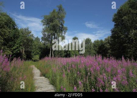 Promenade en bois avec de l'herbe à feu à feuilles étroites (Epilobium angustifolium) dans la Moor Noire au Rhode, en Bavière, en Allemagne Banque D'Images