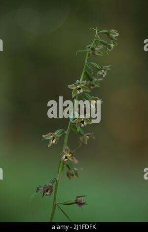 Héliport à feuilles larges (Epipactis Helleborine) dans le Lange Rhön, Bavière, Allemagne Banque D'Images