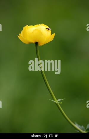 Globeflower européen (Trollius europaeus) avec tige dans le Langen Rhoen, Bavière, Allemagne Banque D'Images