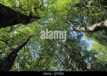 Bouleau à Carpates (Betula pubescens subsp. Carpatica) dans la Moor Noire du Rhoen, Bavière, Allemagne Banque D'Images