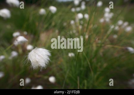 Herbe de coton gainée (Eriophorum vaginatum) dans la Meuse noire du Rhoen, Bavière, Allemagne Banque D'Images