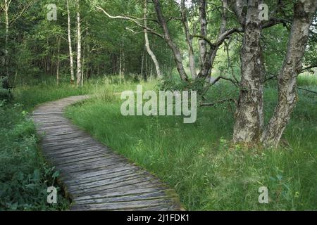 Bouleau à feuilles sur la Bohlenweg dans la Black Moor, Rhoen, Bavière, Allemagne Banque D'Images