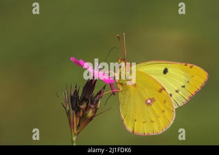 Clover jaune (Colias alfacariensis) mâle sur le rose carthusien (Dianthus carthusium) à Badberg, Kaiserstuhl, Bade-Wurtemberg, Allemagne Banque D'Images