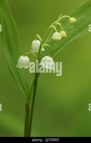 Lily de la vallée (Convallaria majalis) à Liliental, Kaiserstuhl, Bade-Wurtemberg, Allemagne Banque D'Images