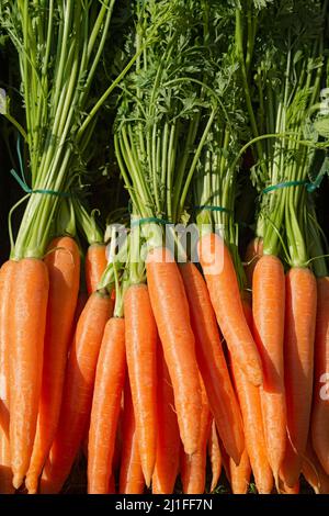 Italie, marché, carottes Banque D'Images