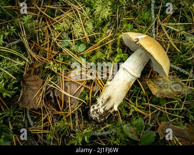 Le champignon mortel Amanita phalloïdes. Champignons cueillis dans une forêt défrichement. Photo horizontale. Banque D'Images