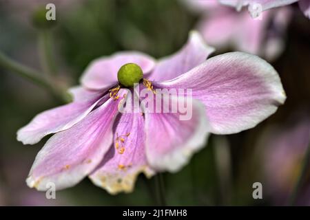 Un Anemone japonais dans sa gloire pleine de couleur. Banque D'Images