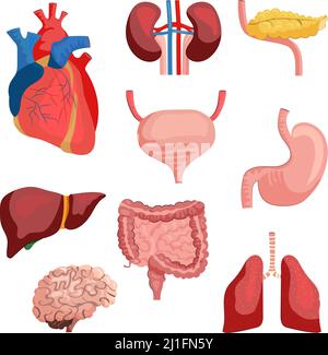 Ensemble d'organes internes. Collection de systèmes de carrosserie. Peut être utilisé pour des sujets comme l'anatomie humaine, l'éducation, la santé Illustration de Vecteur