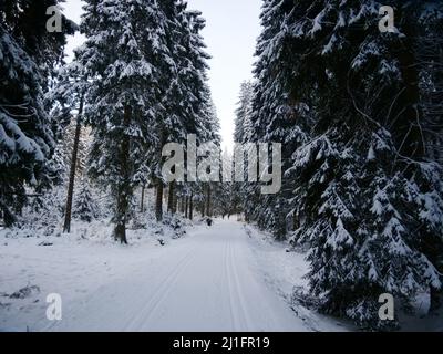 un chemin avec des arbres sur le côté d'une forêt enneigée Banque D'Images