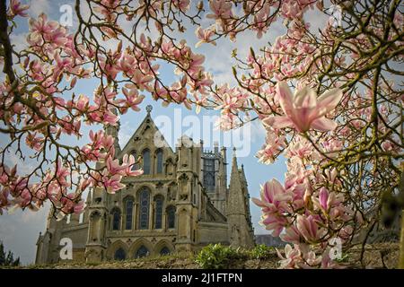 Royaume-Uni, Cambridgeshire - Cathédrale d'Ely Banque D'Images