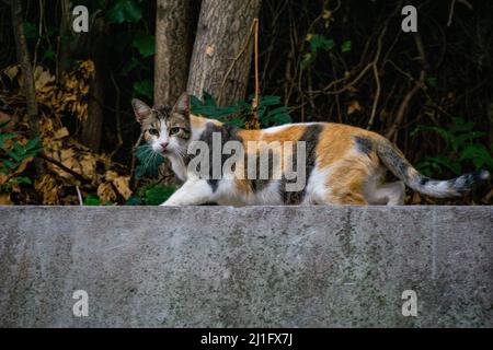 Un gros plan d'un adorable chat calico tacheté sur un mur en pierre Banque D'Images