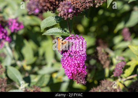 Un merveilleux papillon, paon papillon, se trouve sur un lilas et profite du soleil. Banque D'Images