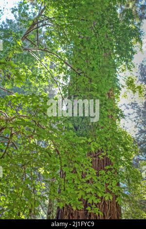 Une belle vue de grands séquoias couverts de vignes par une journée ensoleillée à la réserve naturelle d'Armstrong Redwoods, Californie, États-Unis Banque D'Images